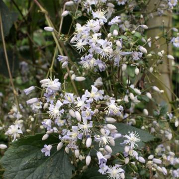 Clematis jouiniana Robert Brydon - Clematide