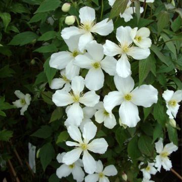 Clematis montana Grandiflora - Clematide