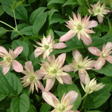 Clematis montana Marjorie - Clematide