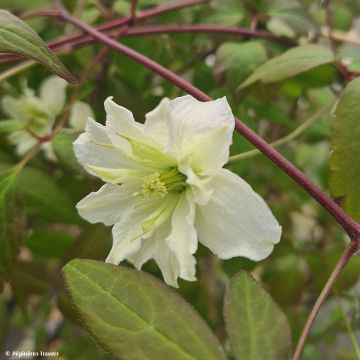 Clematis montana Starlet White Perfume - Clematide