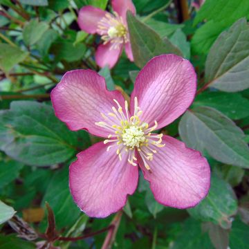 Clematis montana Van Gogh - Clematide