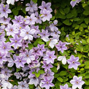 Clematis Mandy - Clematide