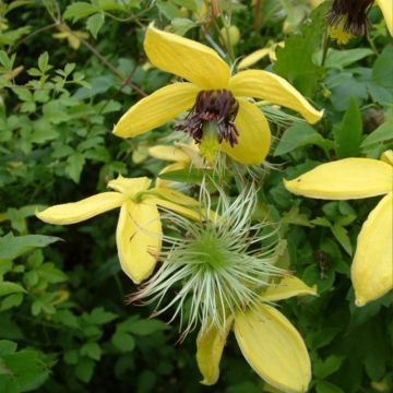 Clematis tangutica Golden Harvest - Clematide