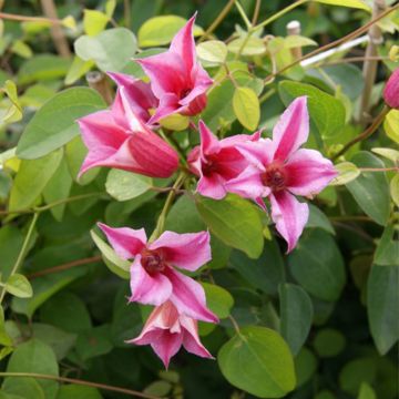 Clematis texensis Duchess of Albany - Clematide