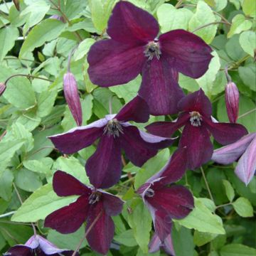 Clematis viticella Black Prince - Clematide