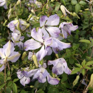 Clematis viticella Caerulea Luxurians - Clematide