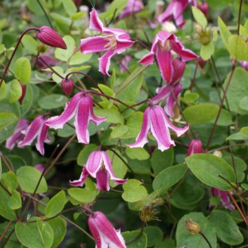 Clematis Etoile Rose - Clematide