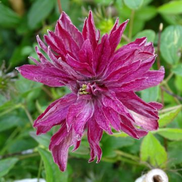 Clematis viticella Rosalyn - Clematide