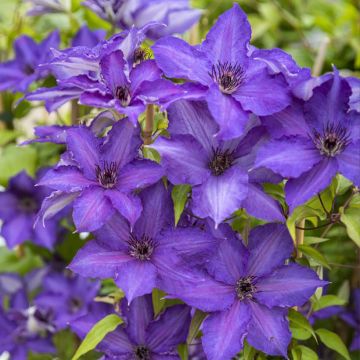 Clematis Viva la Vida - Clematide