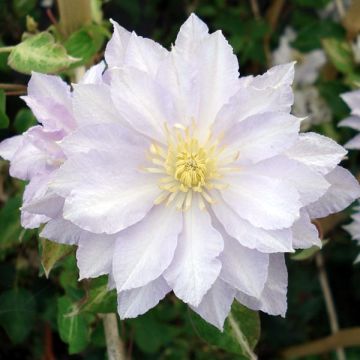 Clematis Dancing King - Clematide