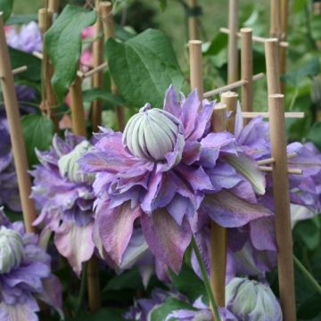 Clematis Diamantina - Clematide