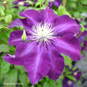 Clematis Hayate - Clematide