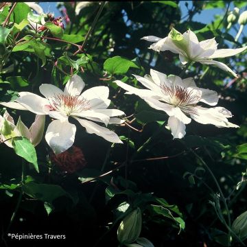 Clematis Henryi - Clematide