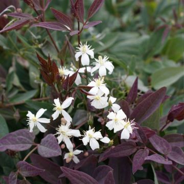 Clematis recta Purpurea - Clematide eretta