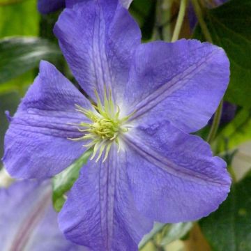 Clematis jackmanii Jenny - Clematide