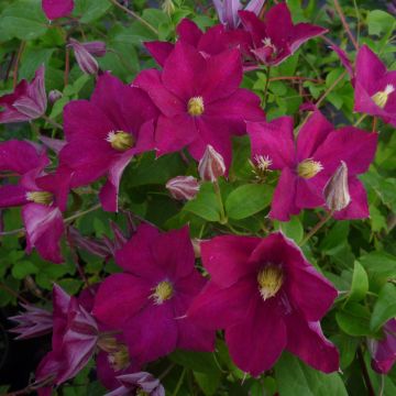 Clematis jackmanii Madame Edouard André - Clematide