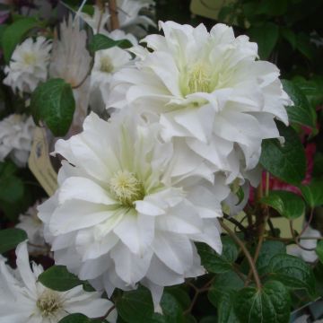 Clematis Maria Skłodowska Curie - Clematide