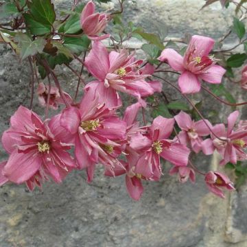 Clematis montana Broughton star - Clematide