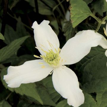 Clematis montana Wilsonii - Clematide