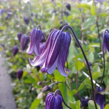 Clematis Rooguchi - Clematide