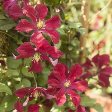 Clematis Ruutel - Clematide