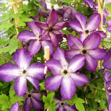 Clematis florida Venosa Violacea - Clematide