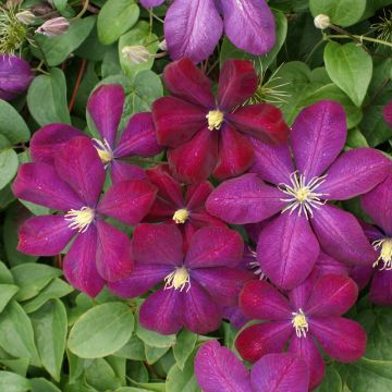 Clematis Voluceau - Clematide