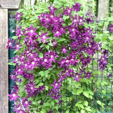 Clematis Vostock - Clematide