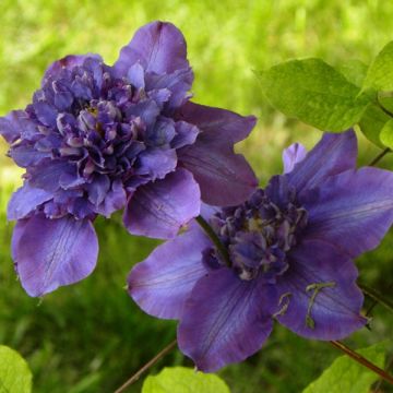 Clematis Vyvyan Pennell - Clematide