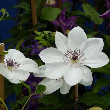 Clematis White Pearl - Clematide