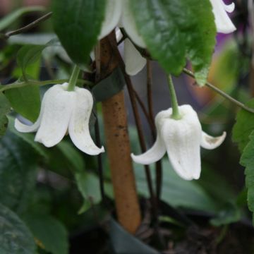 Clematis urophylla Winter Beauty - Clematide