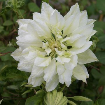 Clematis Yukiokoshi - Clematide