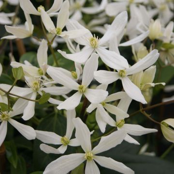 Clematis armandii Snowdrift