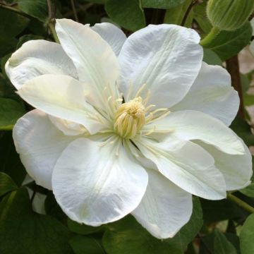 Clematis Guernsey Cream - Clematide