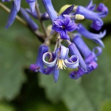 Clematis heracleifolia China Purple - Clematide