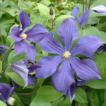 Clematis integrifolia Durandii - Clematide