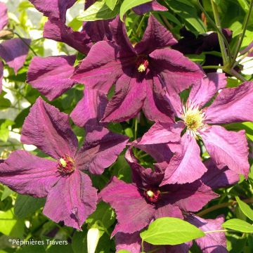 Clematis viticella Polish Spirit - Clematide