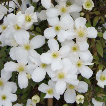 Clematis montana Spring Joy - Clematide