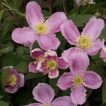 Clematis montana Tetrarose - Clematide