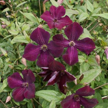 Clematis viticella Royal Velours - Clematide