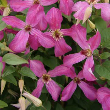 Clematis Wonderful - Clematide