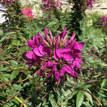 Cleome Sparkler 2.0 Purple