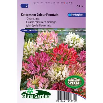 Cleome Colour Fountain Mix