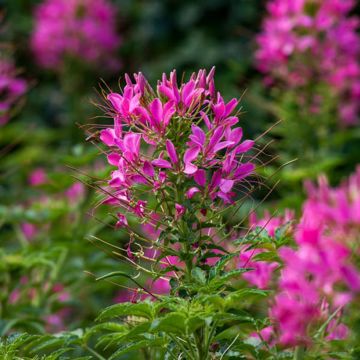 Cleome Sparkler 2.0 Rose