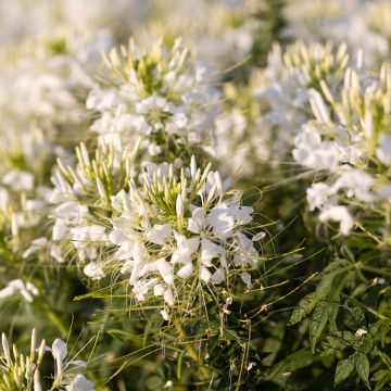 Cleome Sparkler 2.0 White