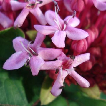 Clerodendrum bungei - Clerodendro