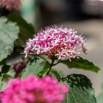 Clerodendrum bungei - Clerodendro