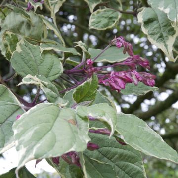 Clerodendro Variegatum - Clerodendrum trichotomum