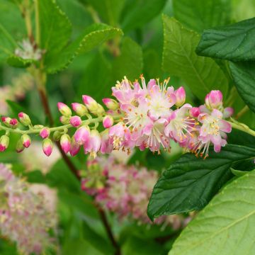 Clethra alnifolia Pink Spire