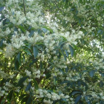 Clethra barbinervis